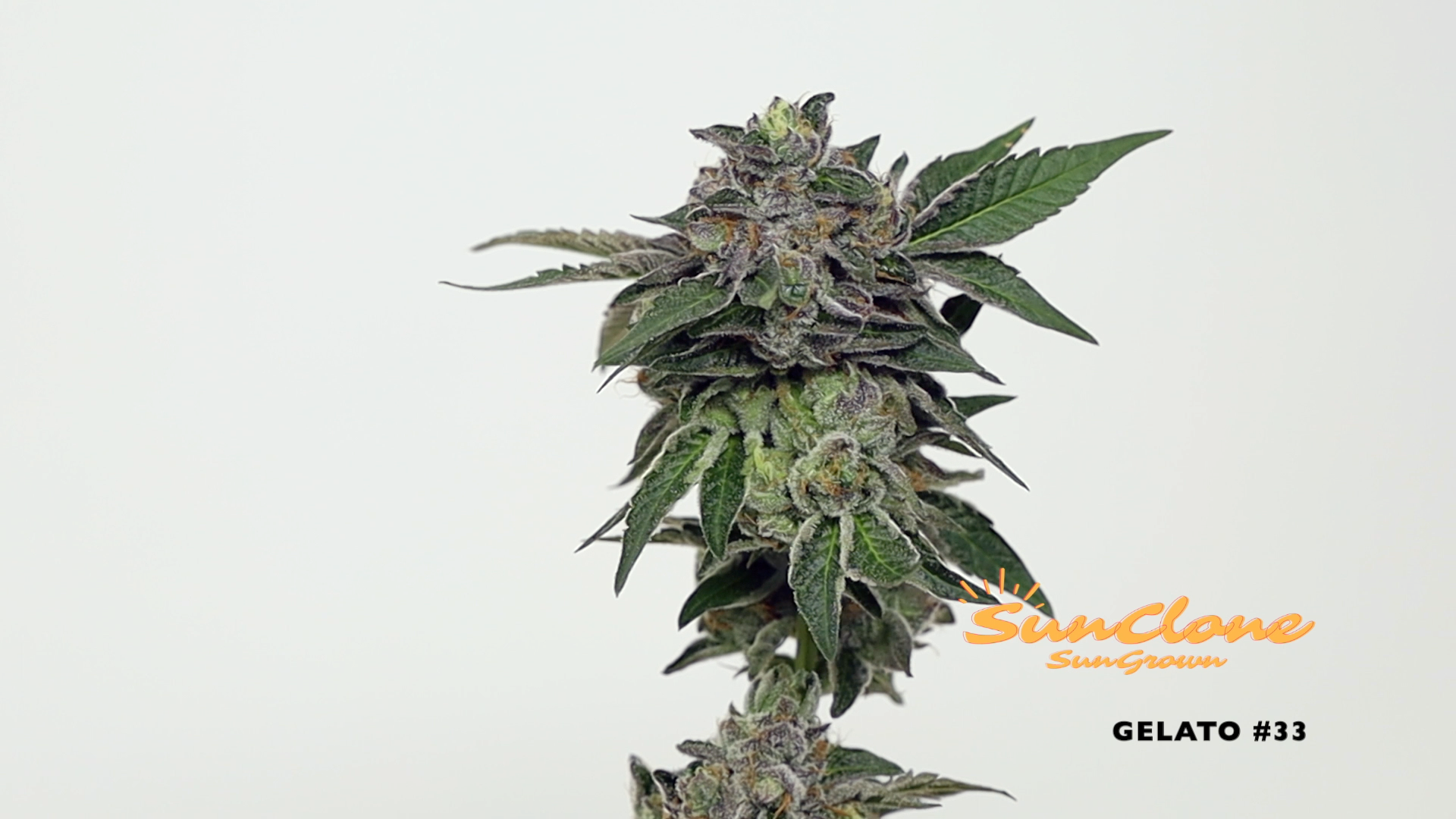 Grow Cannabis in Maine Clones Flower