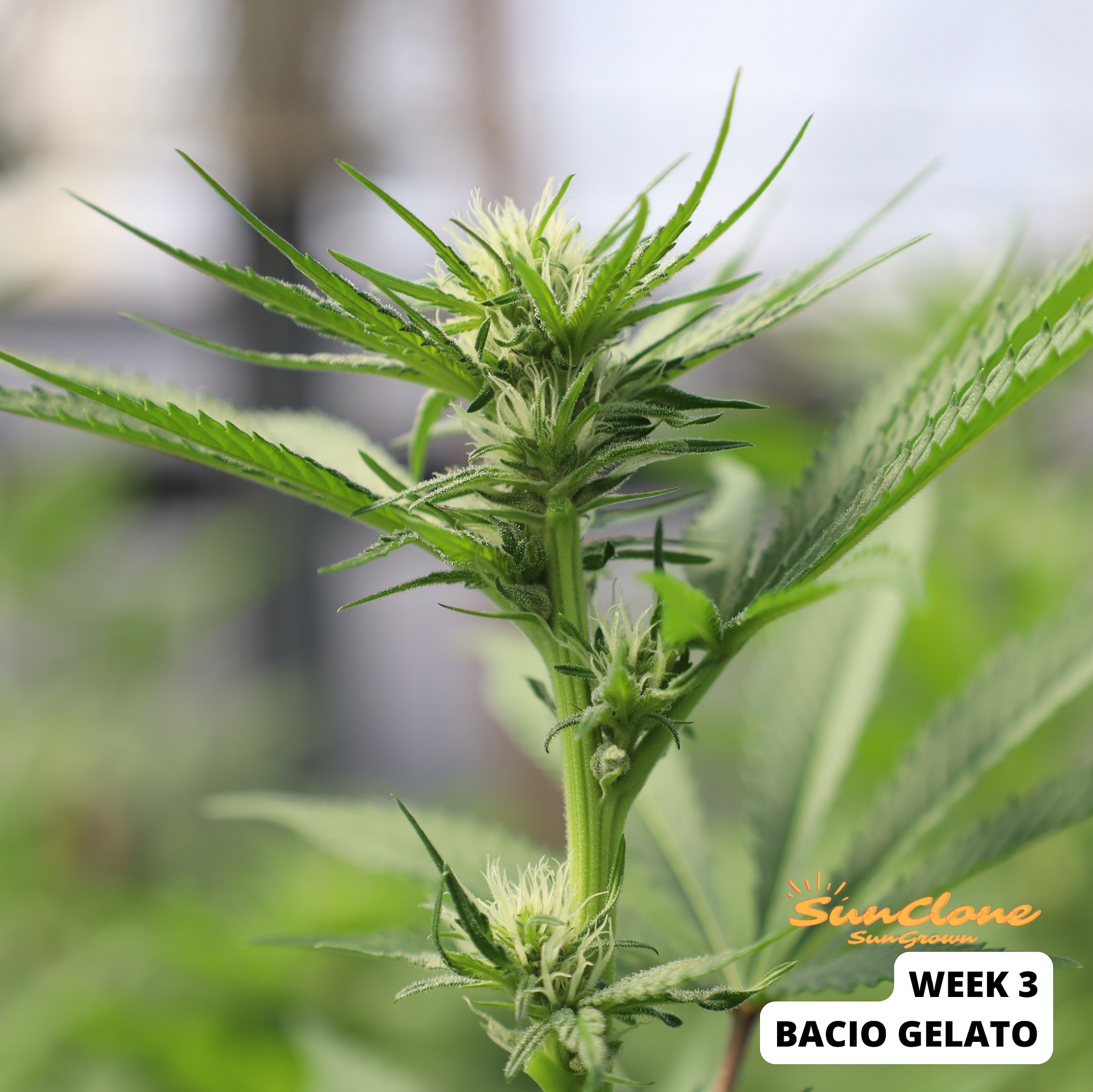 Cannabis Clones Bacio Gelato Flower