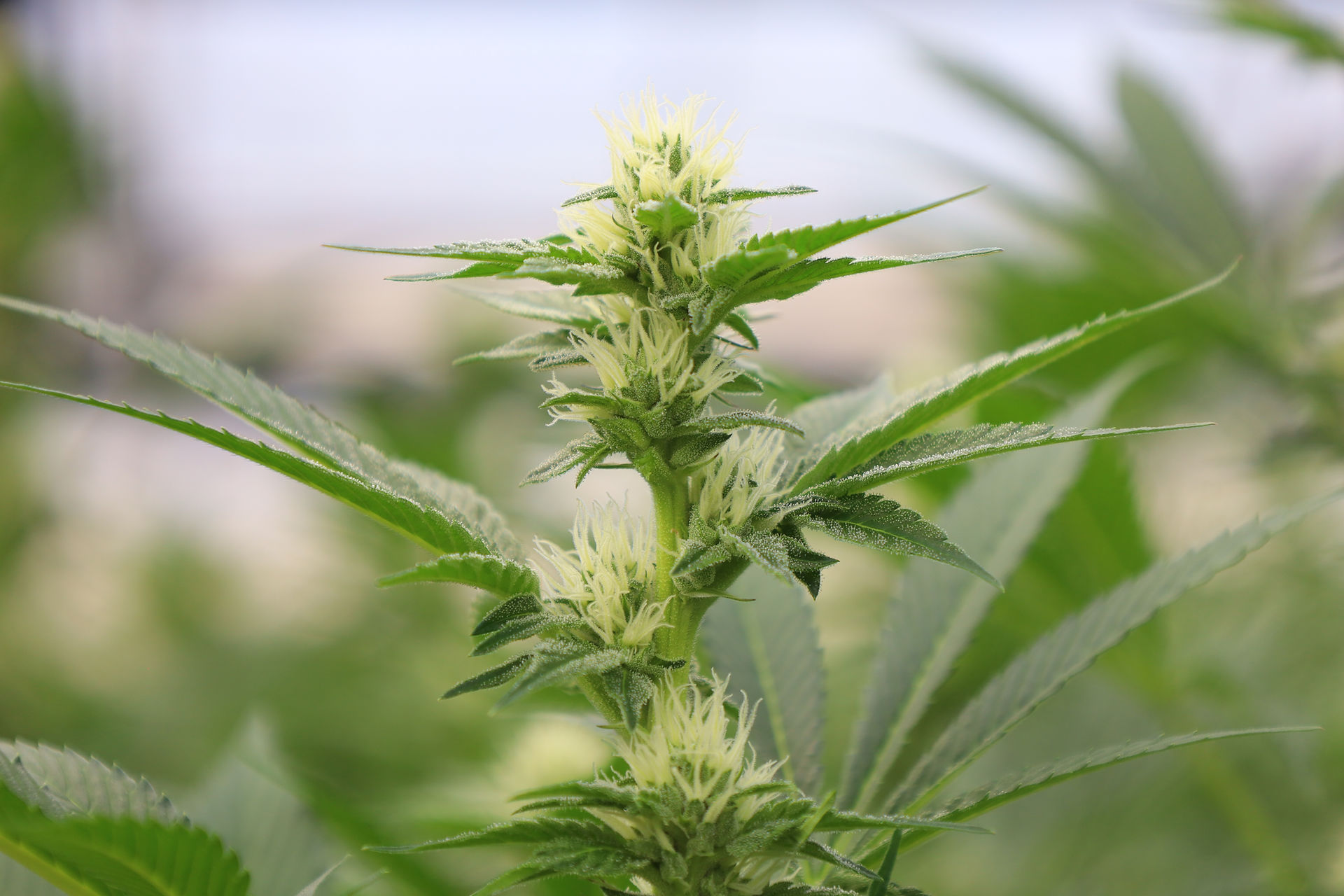 Grow Cannabis Flower Montana Clones