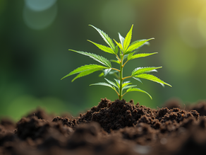Understanding Sun Clone Technology for Cannabis