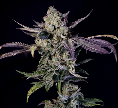 Bud Pictures
