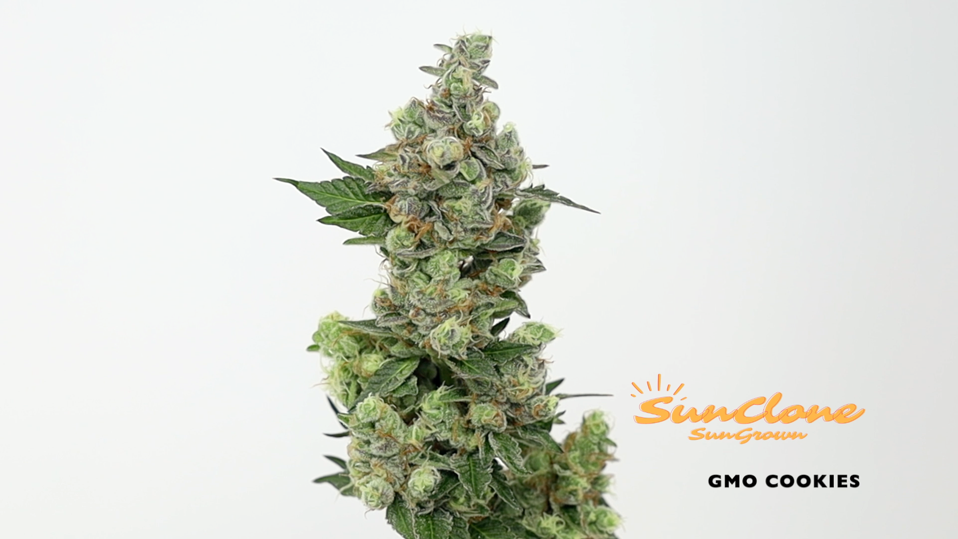 Grow Cannabis Flower Montana Clones