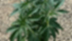 Vegetative Cannabis plant