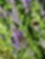 fleurs de lavande