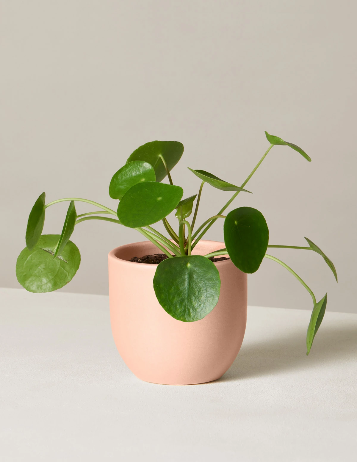 Pilea