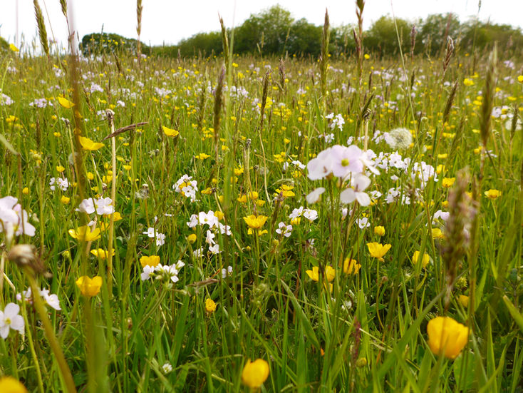 Spring meadow