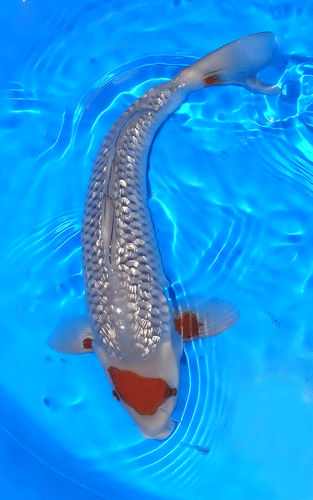 idahoedited2010koiyear.gif