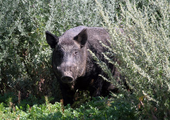 Check Out Our Brand New Wild Boar Website