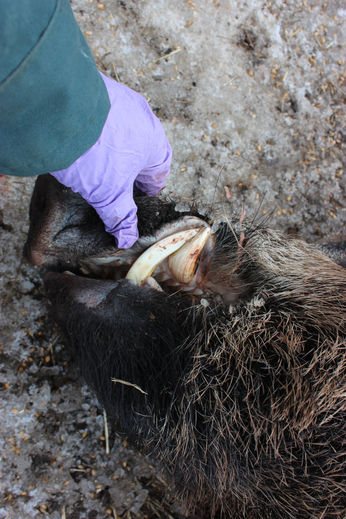 Winter Capture 2017 a Success