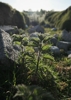green among the rocks
