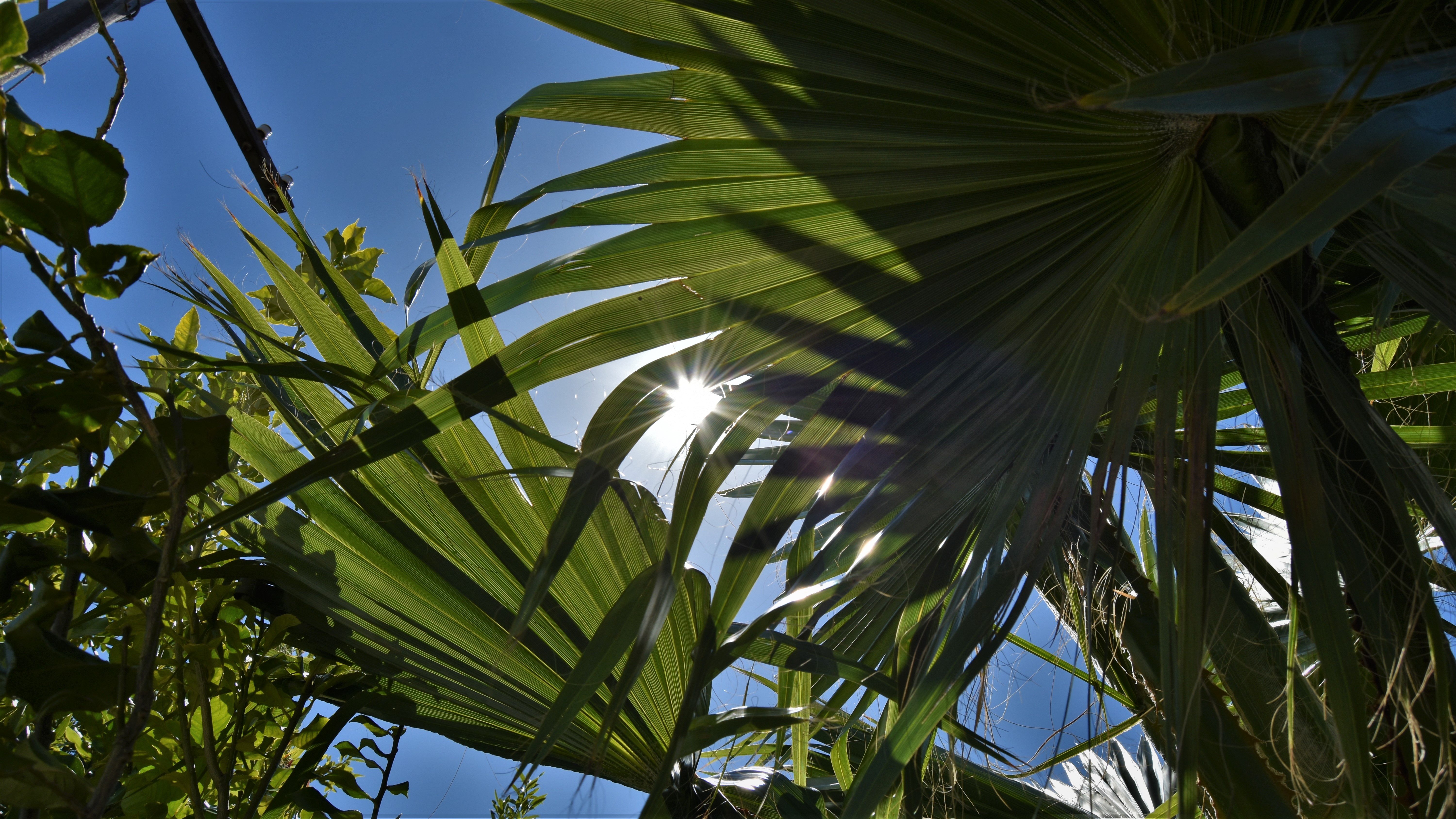Sunny Day