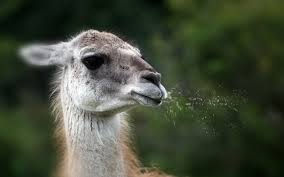 Fun Facts About Llamas