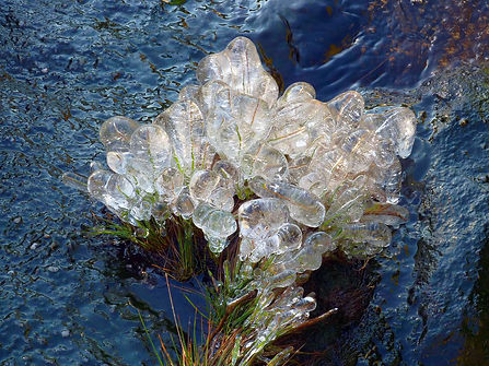 Ice Pearls.jpg