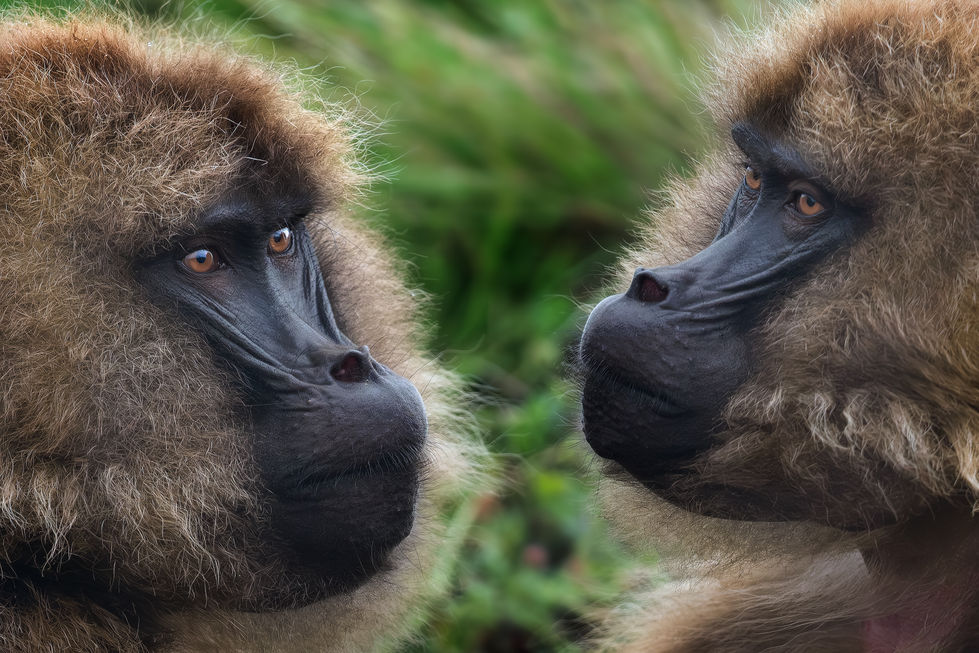 L1050278-Modifier-Modifier