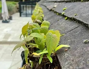 blocked gutters