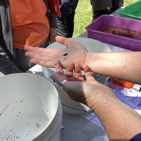 hand holding a water bug/macroinvertebrate when on the source to sea excursion