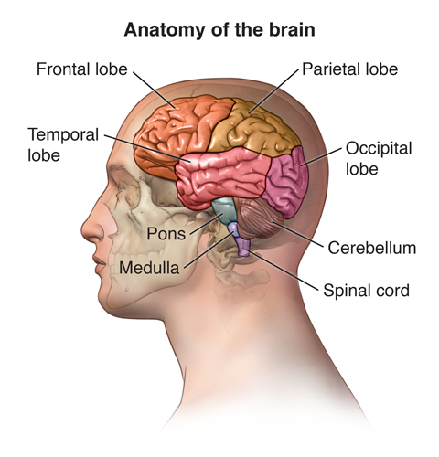 My Stroke was in the Pons, or Times Square of the brain. Right there in the middle of everything. I had about a grapefruit size of blood and fluid overtaking the whole center of my brain, and spinal cord