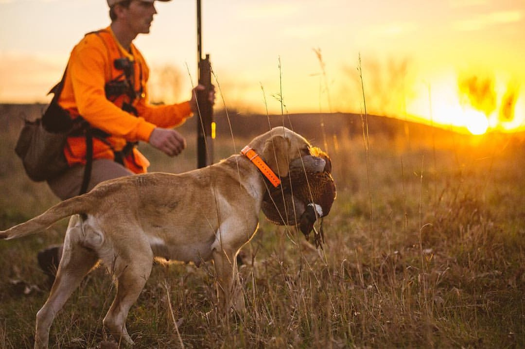 Pheasant Hunting Potter's Fields Outfitters South Dakota