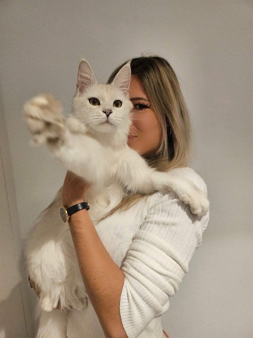 Valkyria Beluga Sholigress La Maison Du Maine Cattery