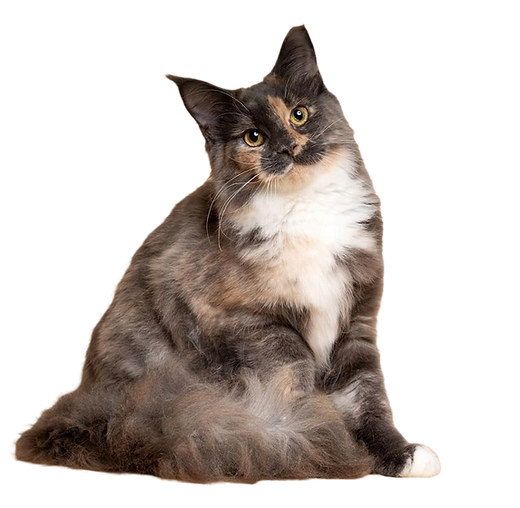 Adobe Express - file (1).png