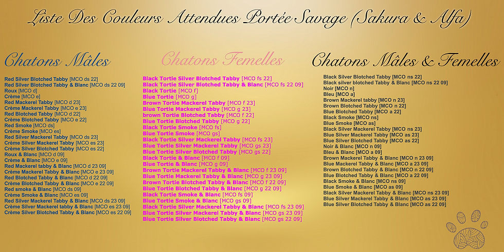 Liste couleurs chatons 2023 maine coons chatterie la maison du maine