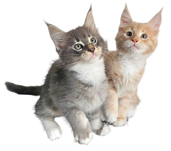 Зорро и Ван Хельсинг Дом в штате Мэн