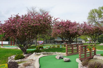 Flowering crabapple trees at the Links at Dred Scott, with a green and obstacles in the foreground
