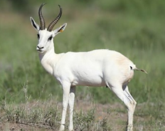 White Springbuck