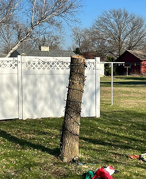 Mitch Ashley Tree before.jpeg