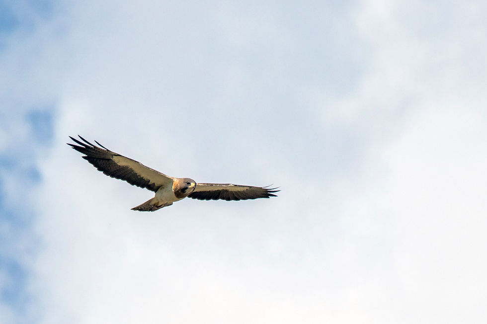 A hawk flying across the sky
