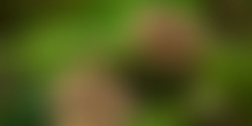 MaiTake Mushroom & It's Benefits