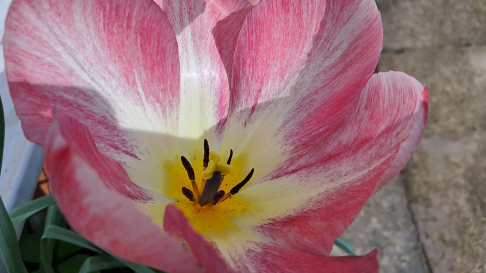 Tulip