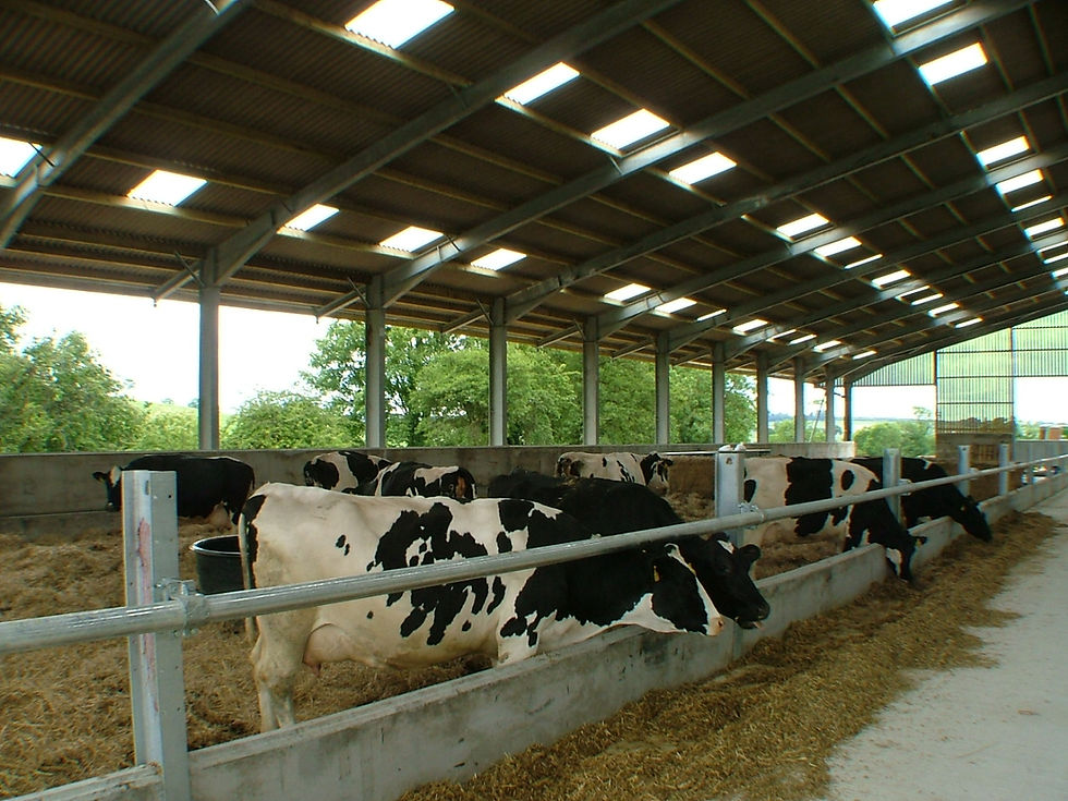 Cattle shed