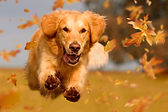 dog-golden-retriever-jumping-autumn-leav