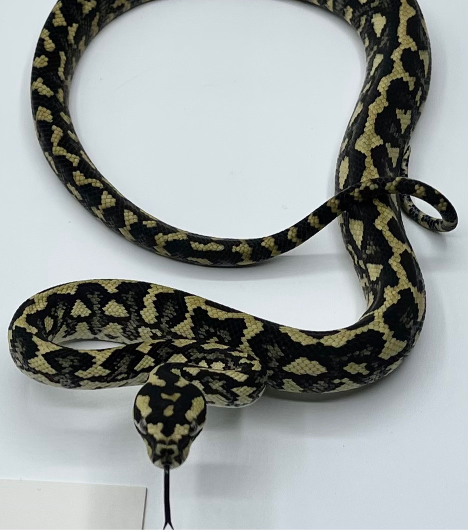 Black and Gold Jungle Python Hatchlings