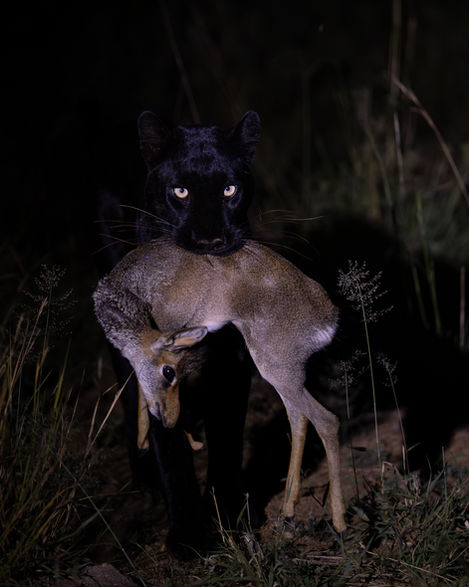 Black Leopard Giza carrying a DikDik in the dark, making eye contact with the camera.