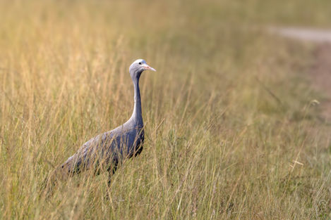 A side profile of a Blue Crane, the national bird of South Africa, walking in the tall grass with the sunlight hitting its head.