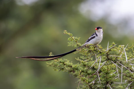 A Pin-tailed Whyday sitting in a green bush. You can see it's entire tail blowing in the wind.