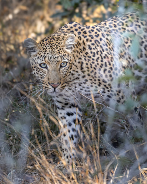 Closeup of a female leopard walking towards the camera