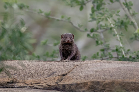 Dwarf mongoose posed on a rock looking into the camera