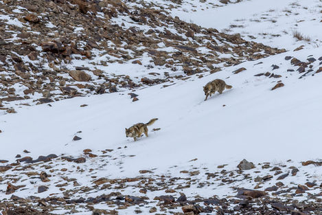 Two Tibetan Wolfs running in the snow as they try to chase a Woolly Hare.