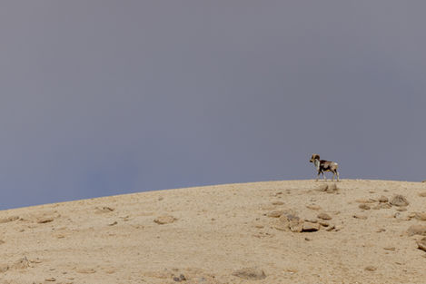 A male Argali on the skyline. It's a wide shot with a clear sky.