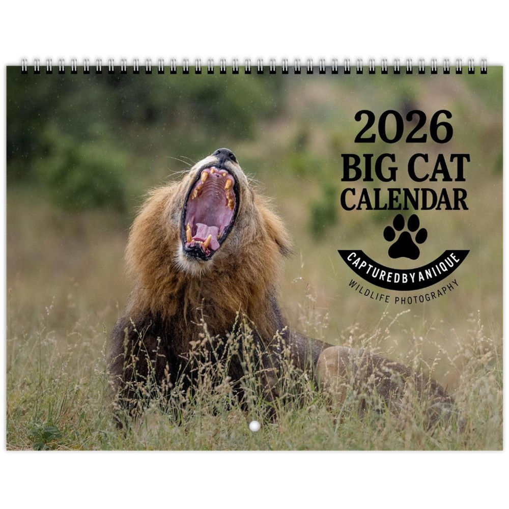 2026 Big Cat Calendar (US & CA)