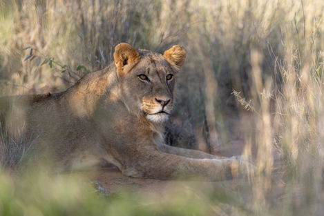 Young male lion