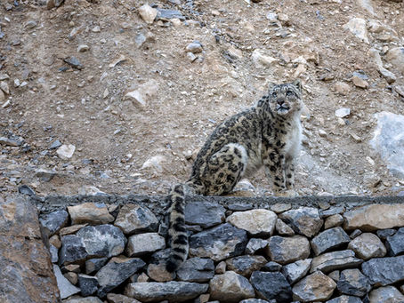 Snow Leopard, Eurasian Lynx & Pallas's Cat Expedition in Ladakh, India - March 2026 Highlights