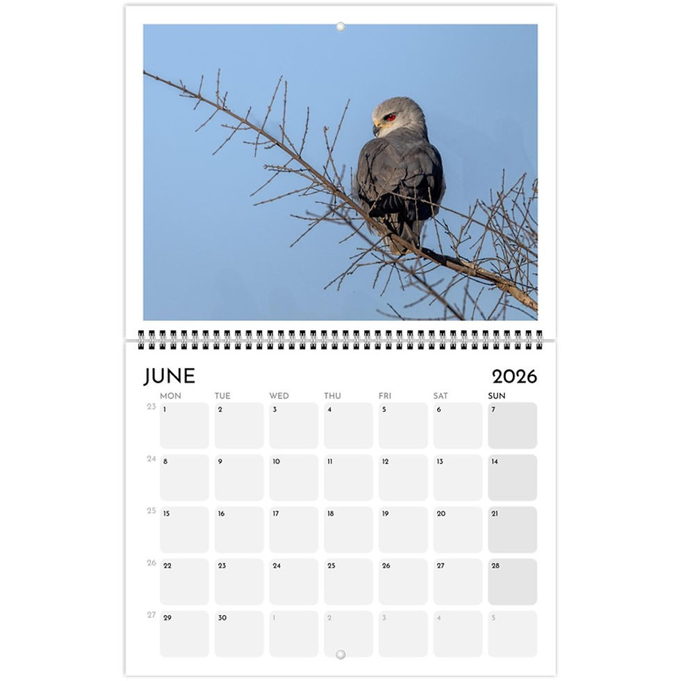 Thumbnail: 2026 Bird Calendar (US & CA)