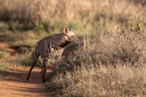Side profile of a Striped Hyena crossing the road taken in golden hour.