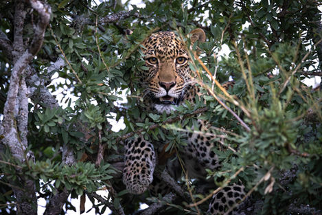 A male Leopard laying in a tree, his face framed by the leaves.