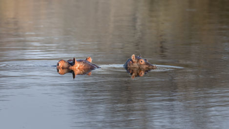 Hippos in the water, a baby stands on the back of its mother