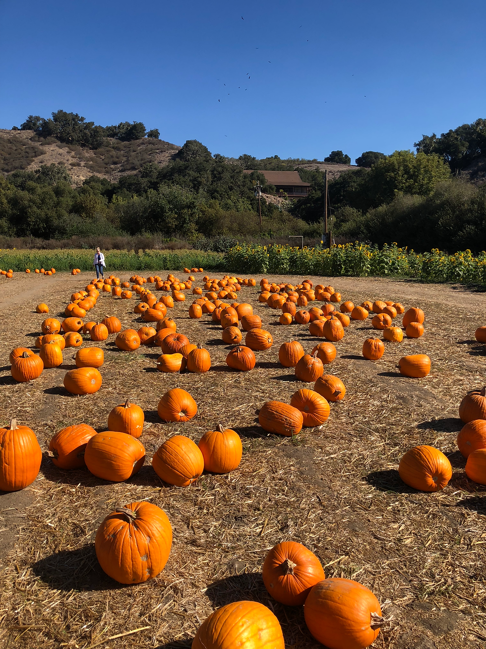 Pumpkin Patches to Visit on the Central Coast